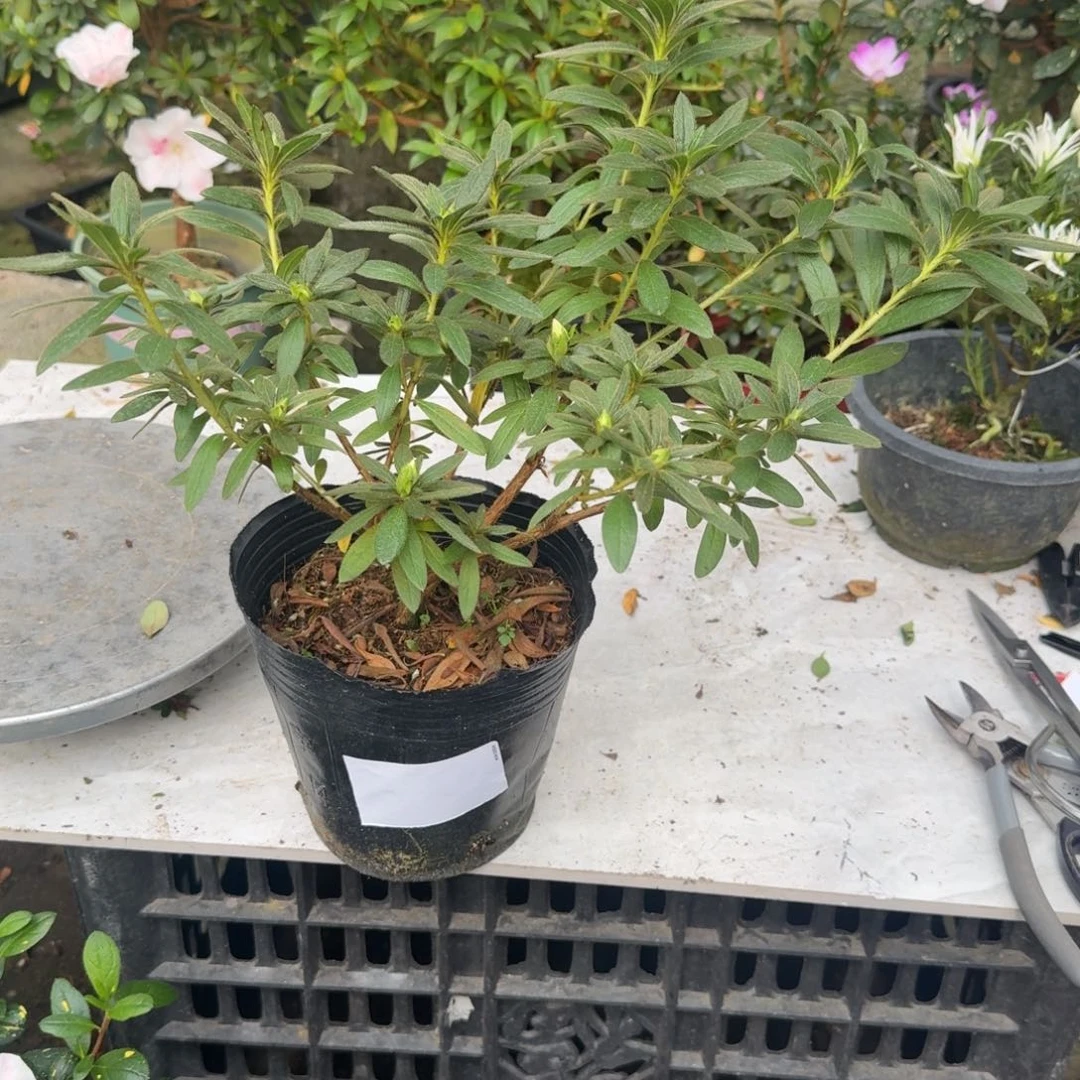 风***6完全开放岸牡丹杜鹃花