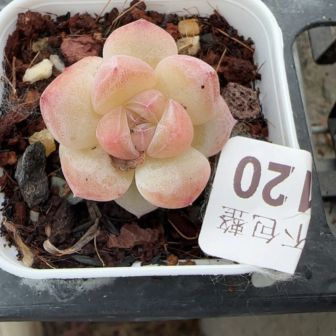 小卡拉米糖心一物一拍29-120