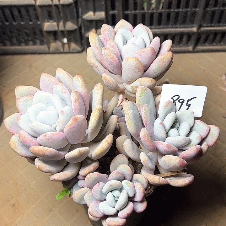 895/////////////////