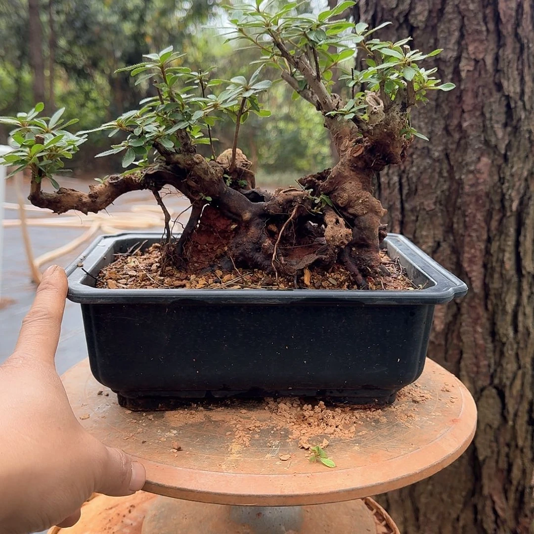 无花朵映山红小老桩