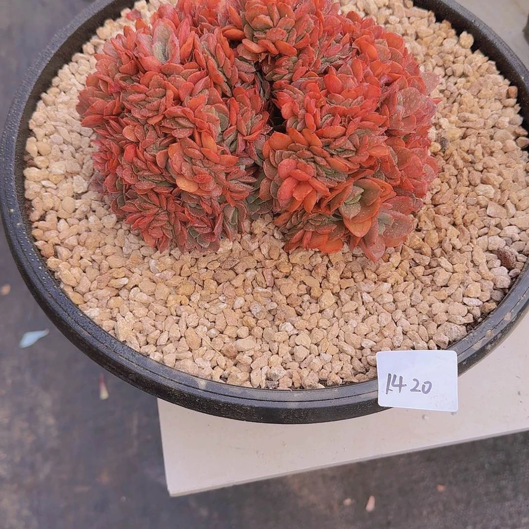 没*1420蒙娜丽莎补差价