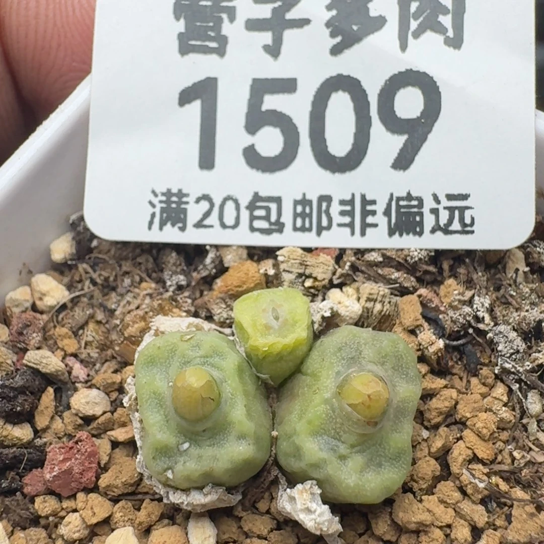 方烧带盆土。