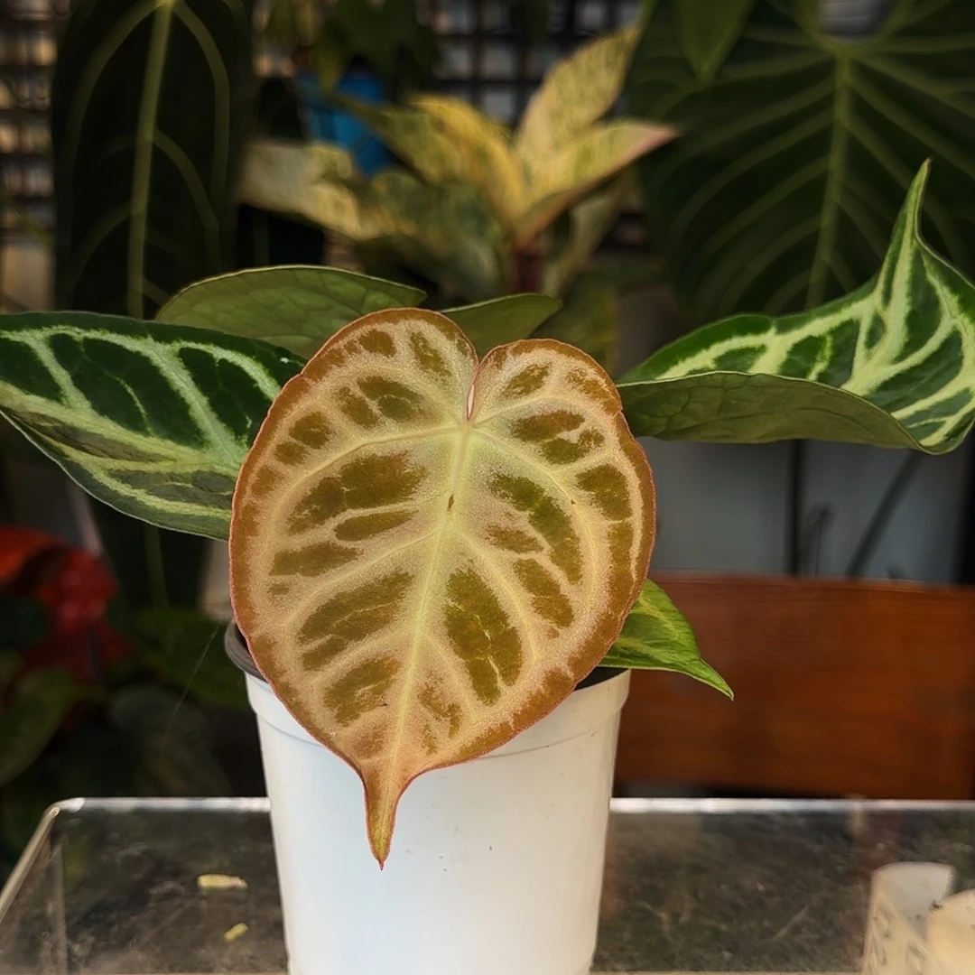 完全开放D22 银刷子