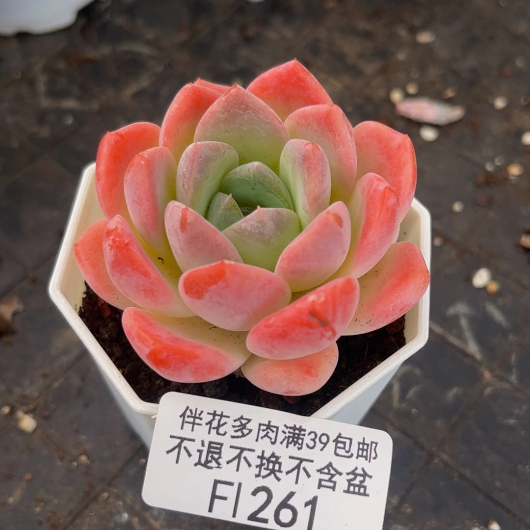 261-冰冰多肉4cm多肉