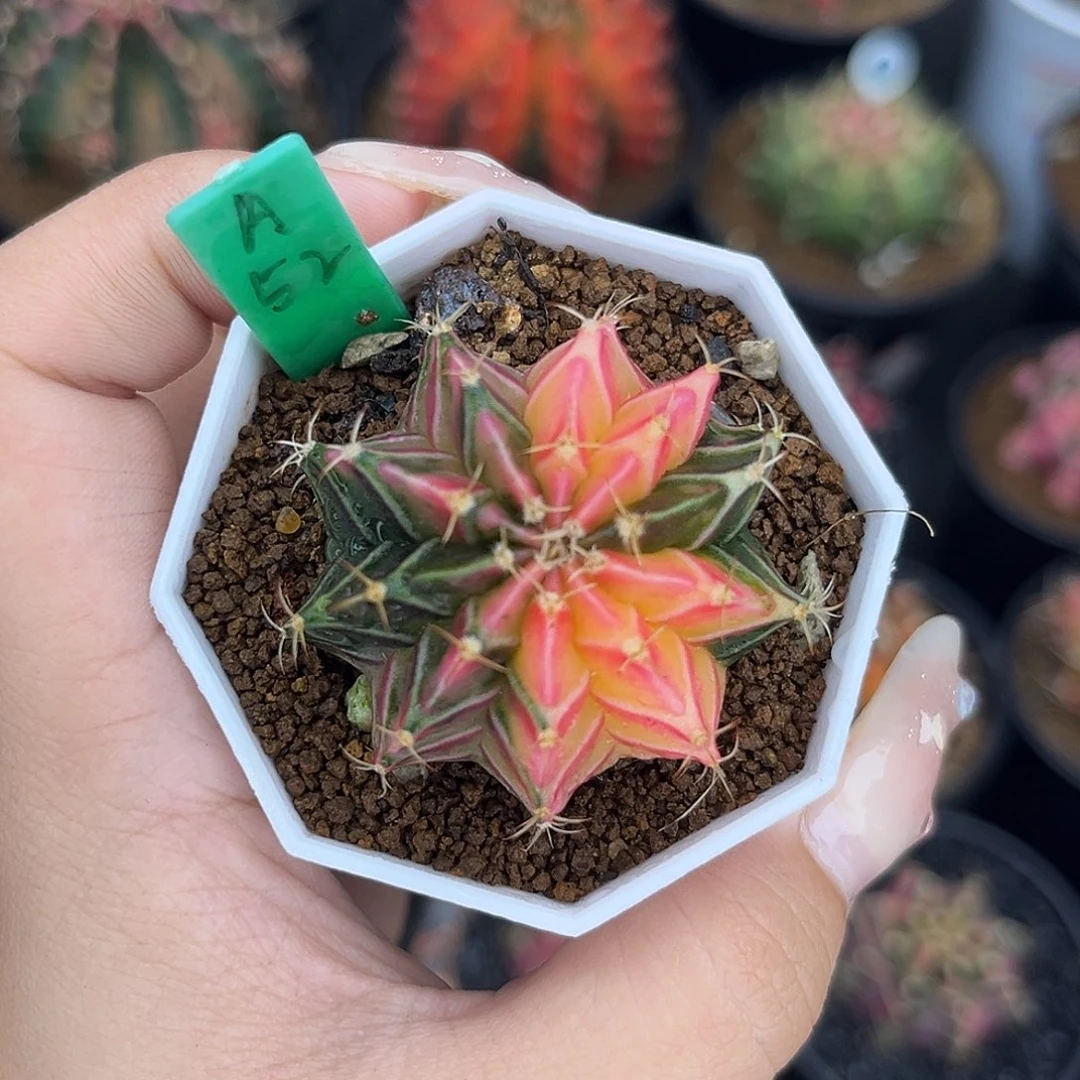 A52  带盆土发货