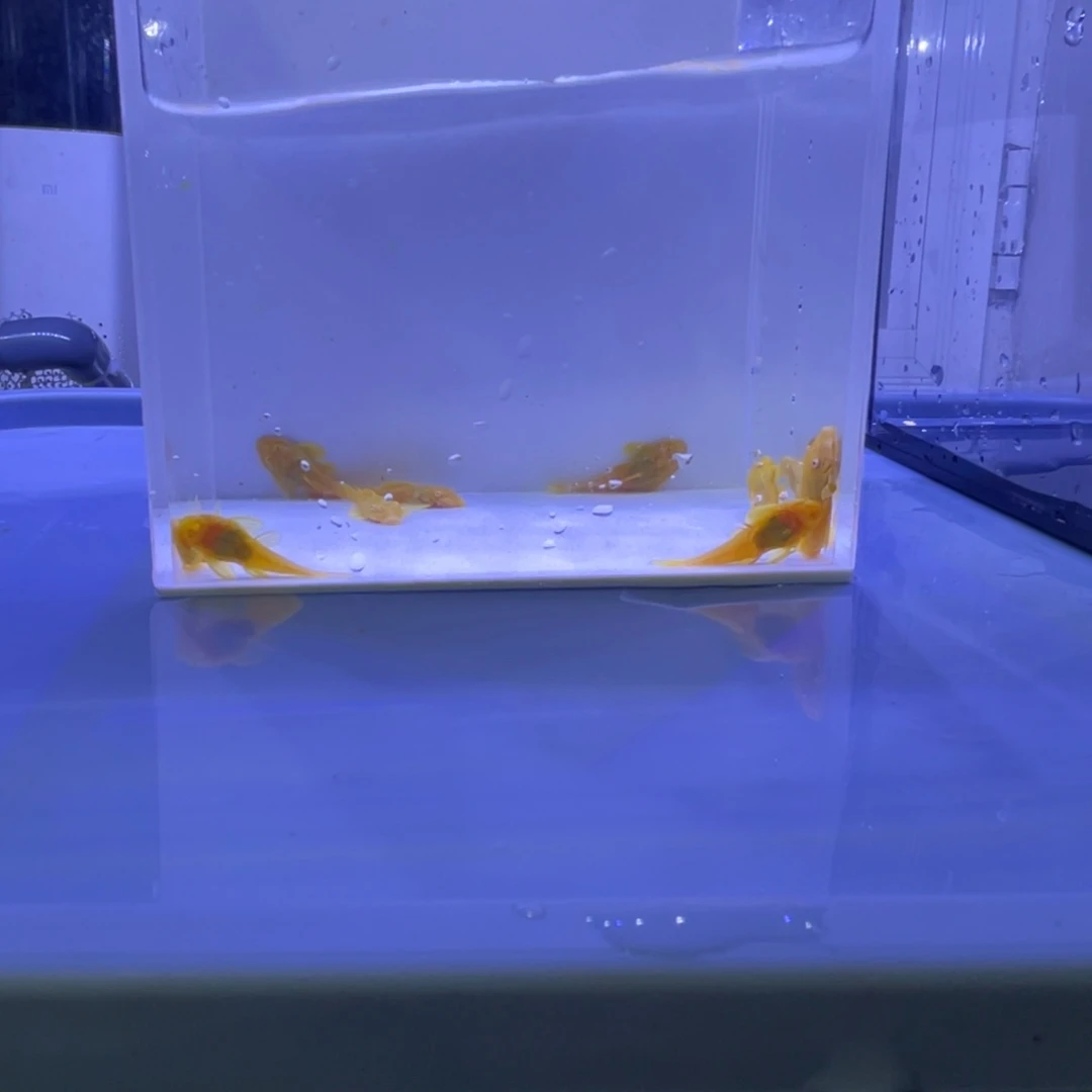 孔雀鱼胡子十条开箱视频报损