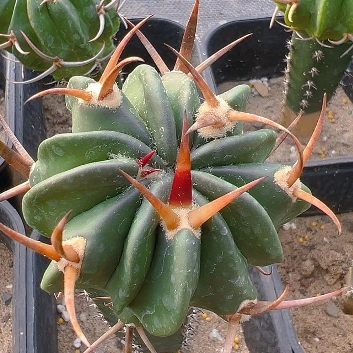 金刺龙剑。苗接。