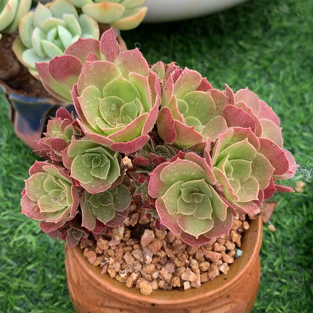 法师朵朵缀10 公分一物一拍