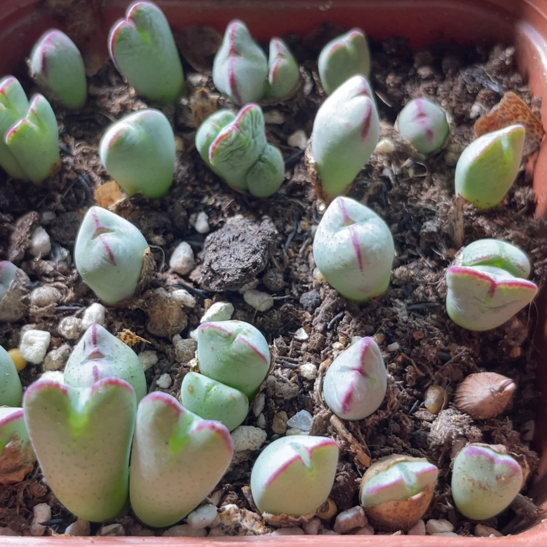 大盆特价一物一拍～10