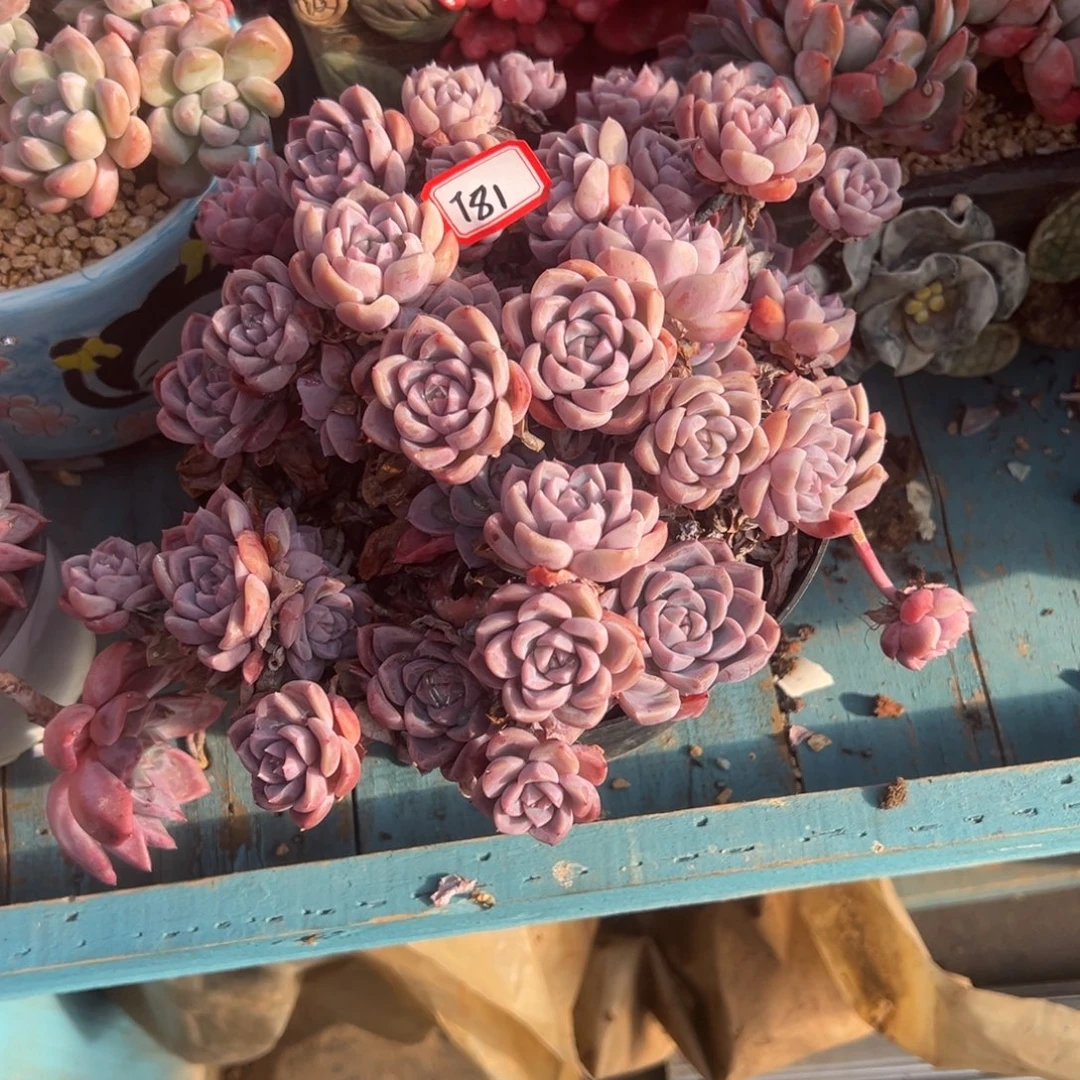 执****精品多肉植物老桩