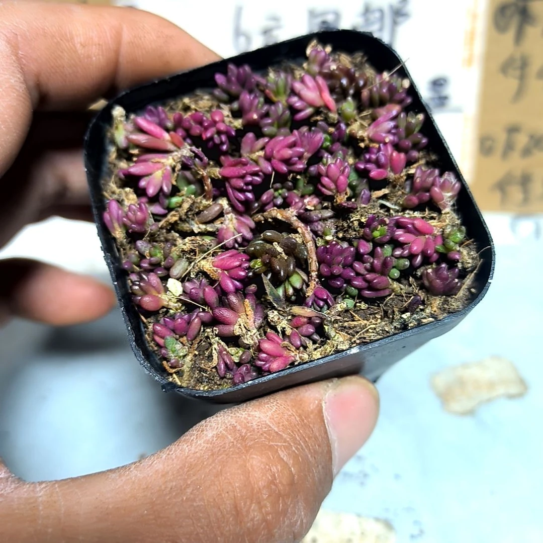 满6元包邮，#紫米粒