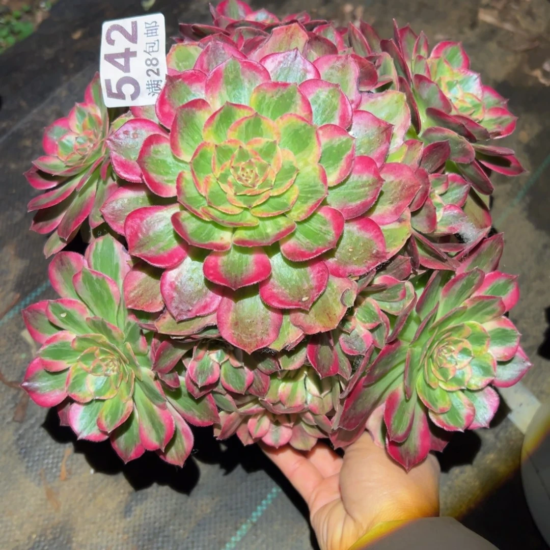 多肉植物542赤子心