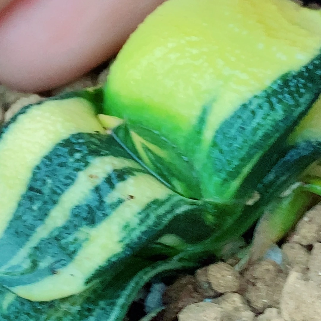 J*194卧牛实生锦带盆发货