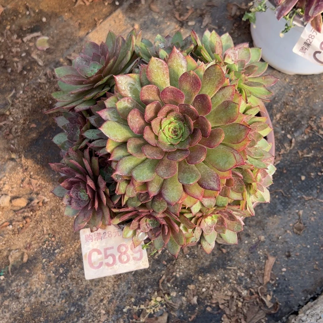 589多肉植物红魔