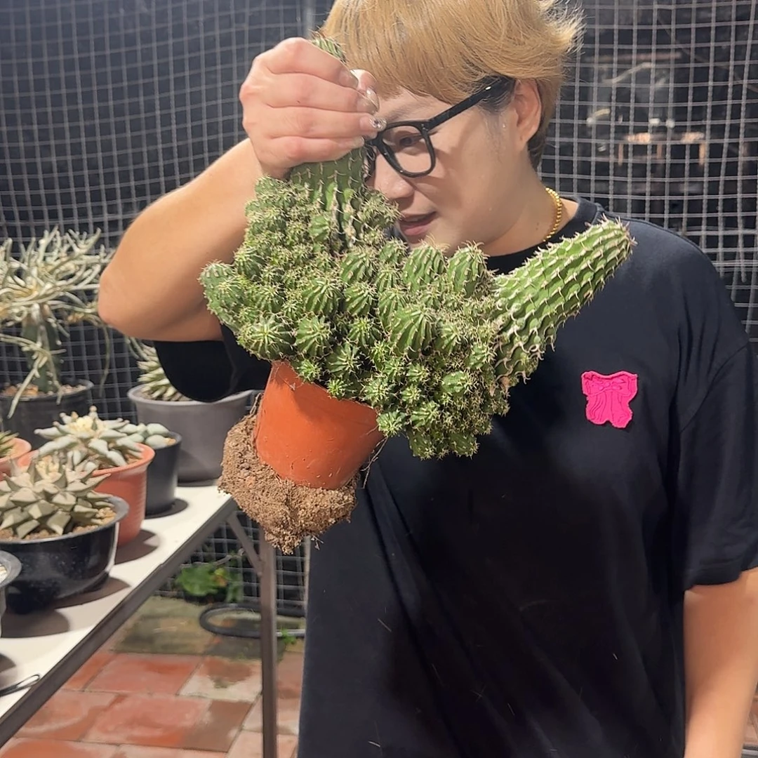 牛角麒麟仙人球仙人球