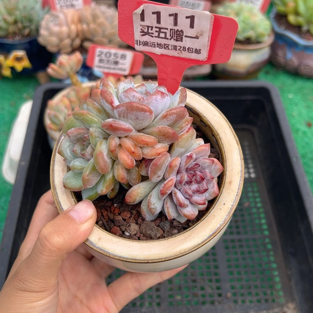 表妹精品多肉1111