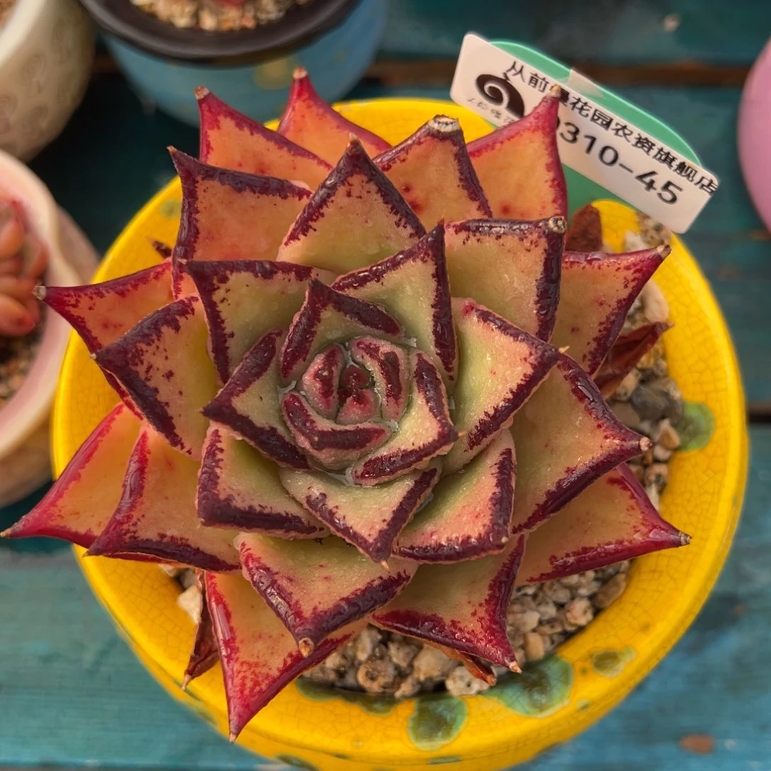 从前慢多肉精选编号0310.45