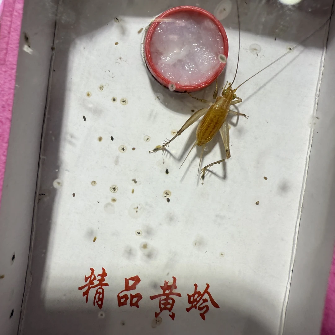 直播专场专用的爬宠