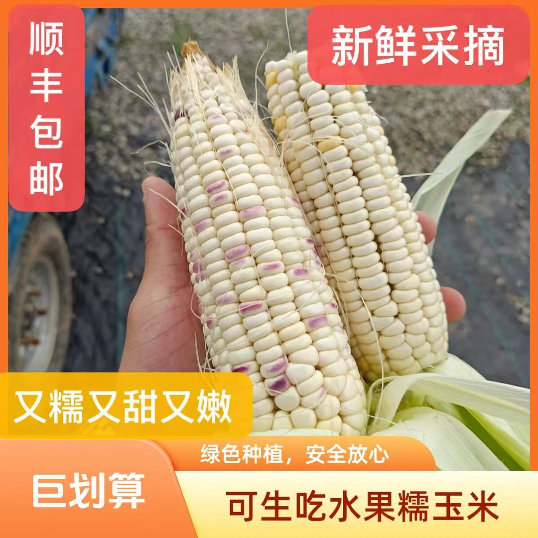 苏北正宗新鲜现摘花糯玉米水果玉米带皮甜糯多汁当季代餐苞谷
