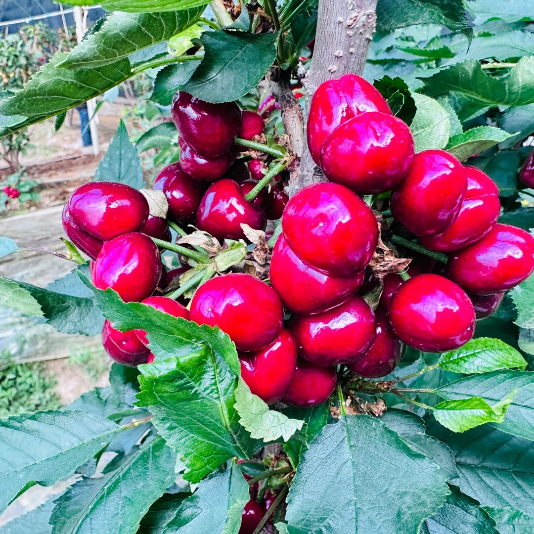 山东临朐美早双果大樱桃新鲜采摘j1-3J2/3斤顺丰空运 内附果径卡