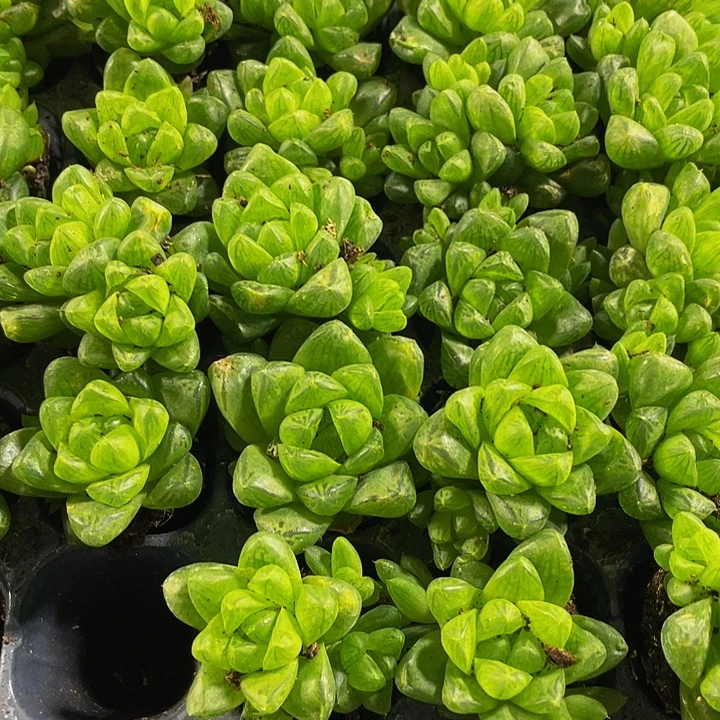 小草玉露1元带土发货