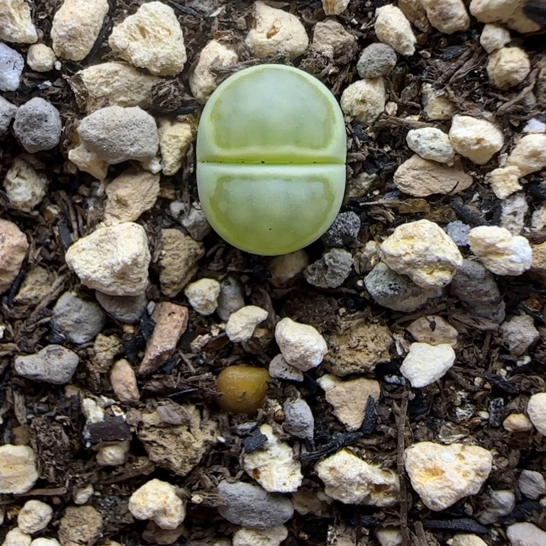 二蜕小个子绿圈大棚直播