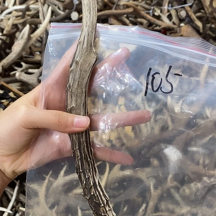 鹿角鹿角鹿角鹿角鹿角鹿