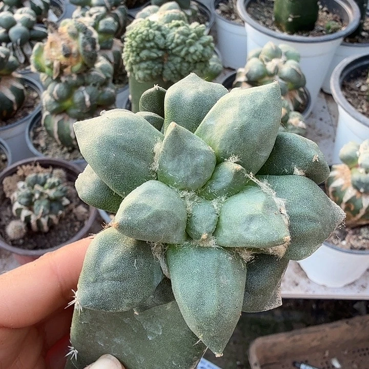 无花朵558龙角蛋蛋牡丹