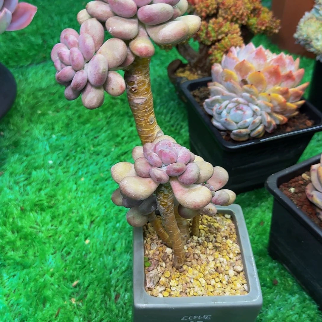 痛****3多肉植物不带盆发货