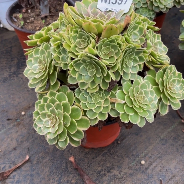 瑞妈多肉园艺597粉花妖