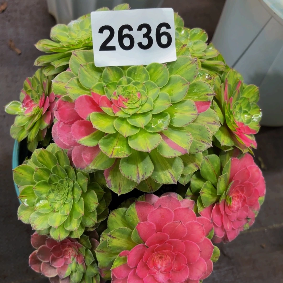 2636多肉植物知否