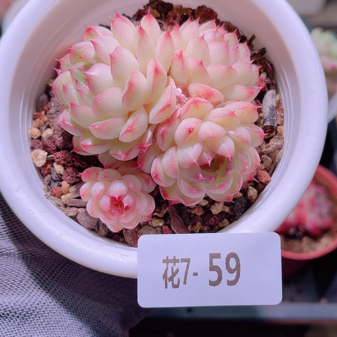 花07-59海王群生