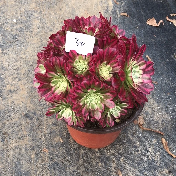 孙**然32号 天河 多肉植物