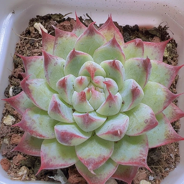 梦瑶19包邮多肉植物