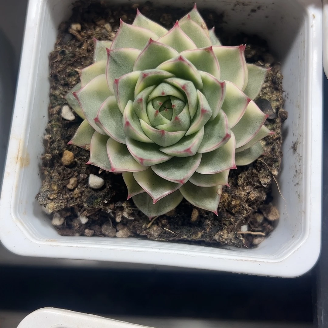 法比奥拉锦多肉植物