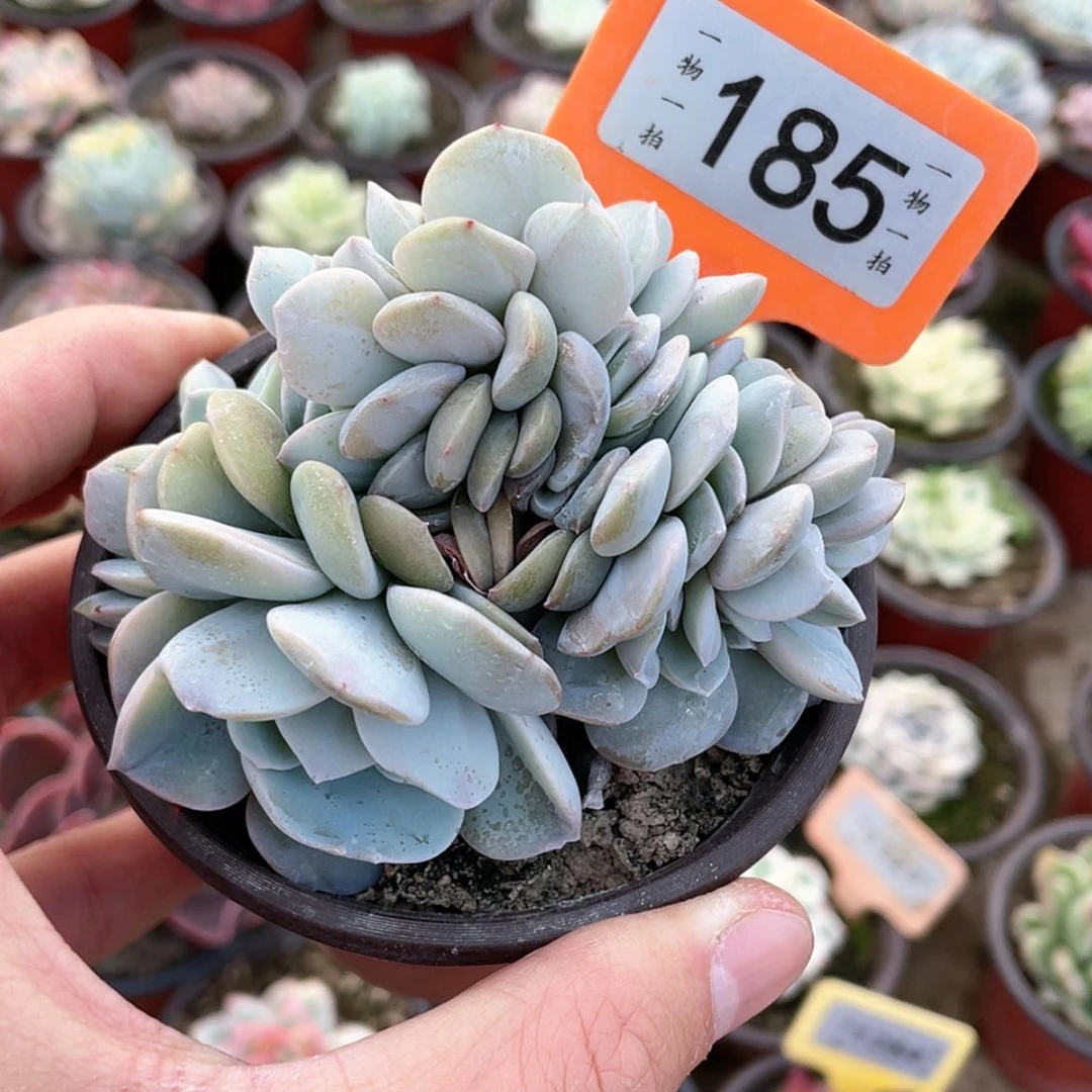 【闪购商品】185号