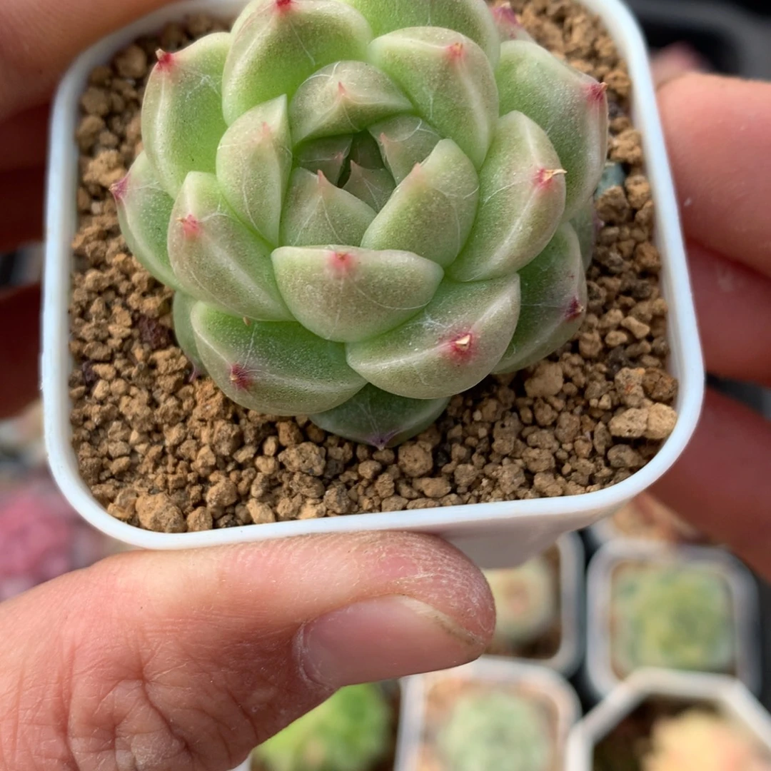 包子。        腊质感麦秆。     23号