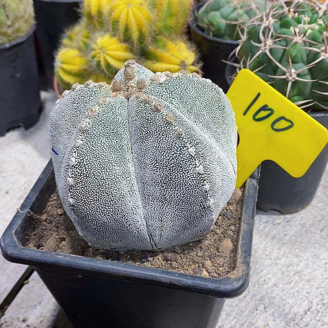 恩种11111111111111个