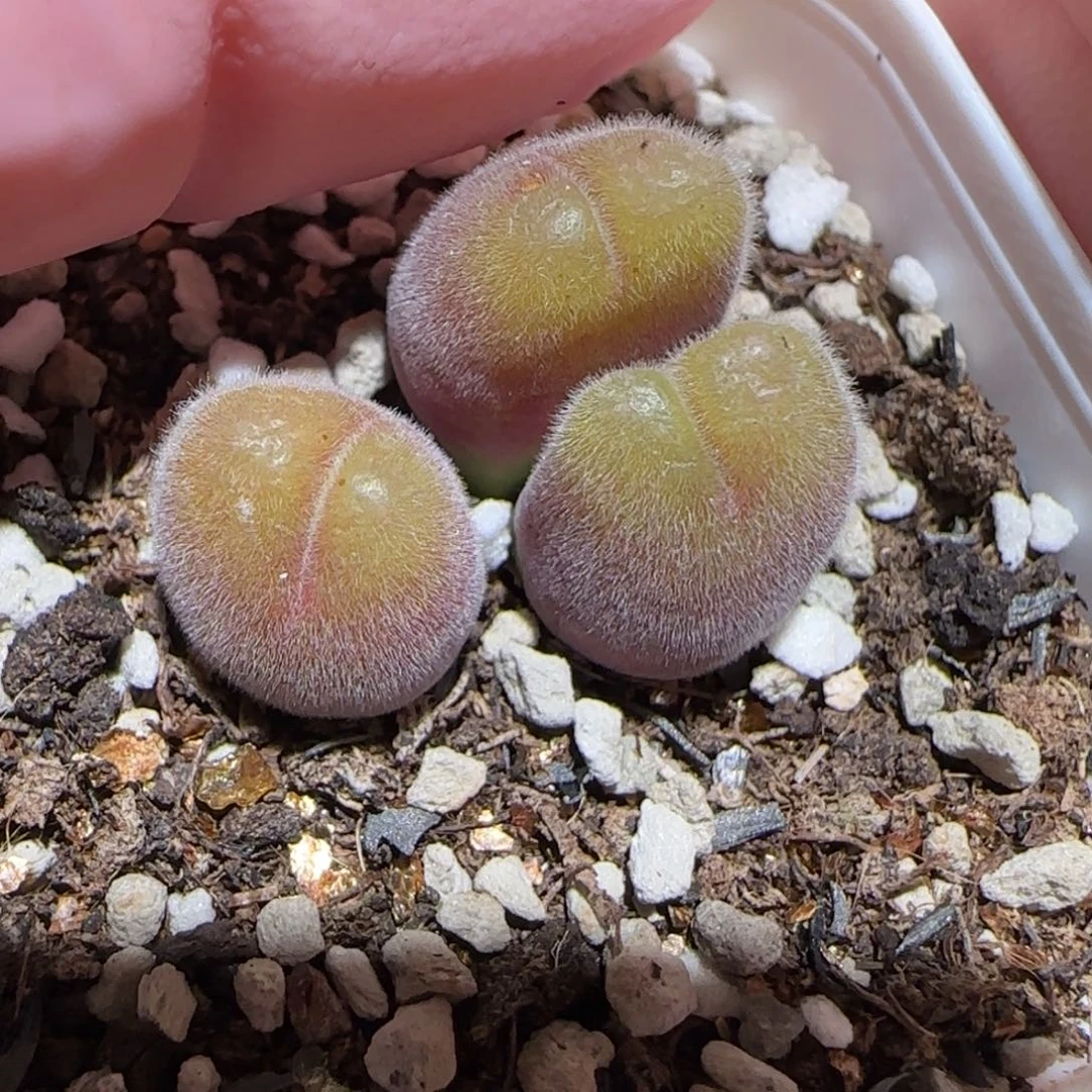 肉锥多肉植物百科-长毛翠滴1761