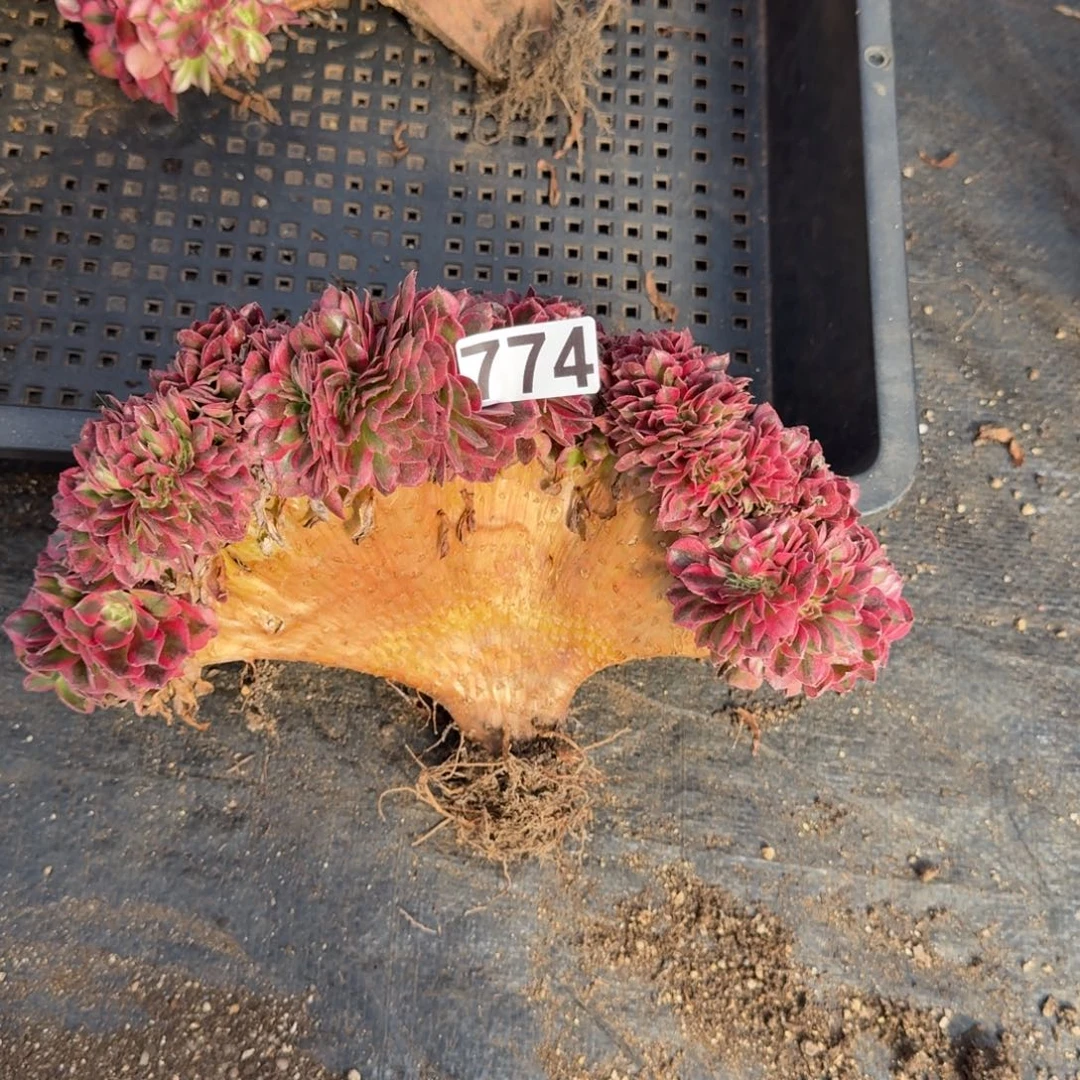 774多肉植物倾城缀