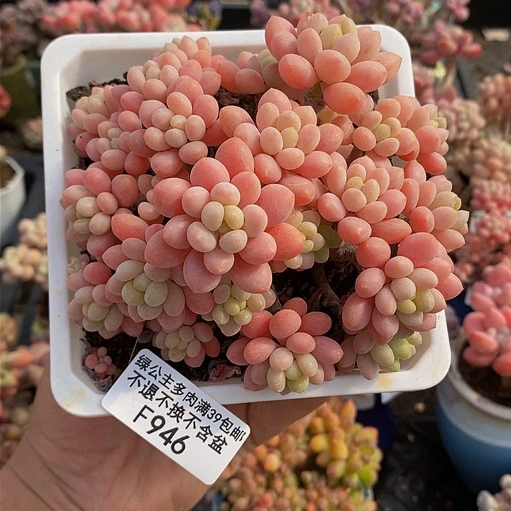 鱼子酱老桩11cm946多肉植物