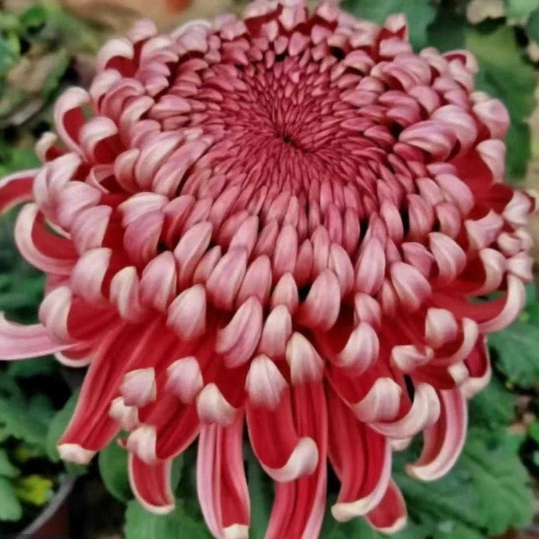 九月菊【红国华】大花富贵菊，盆栽绿植室内好养活