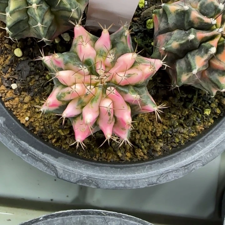 32-0209红酒杯脱土发多肉