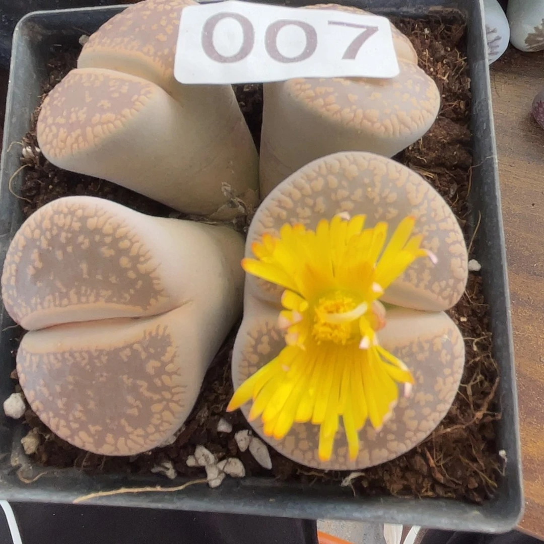 生石花一颗4t007