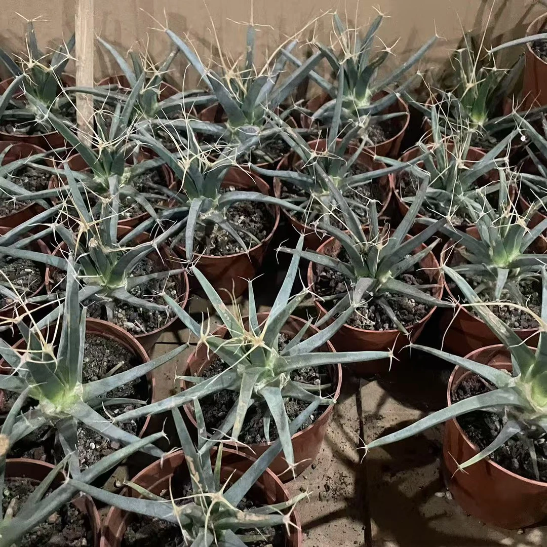 光山  仙人球植物漳州基地直发货 新手好养 室内外办公室