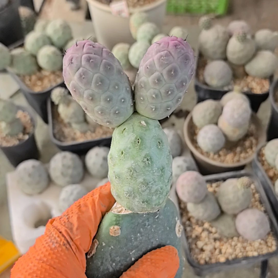 彩***糖习志野仙人球直播