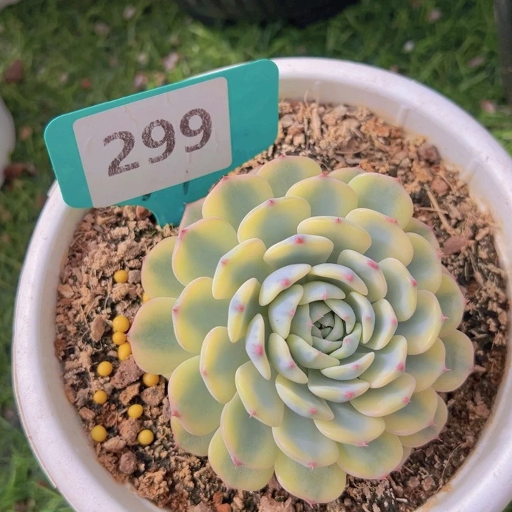 健健康康平平安安