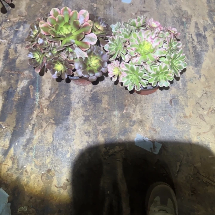 艳***不包侧枝一物一拍30