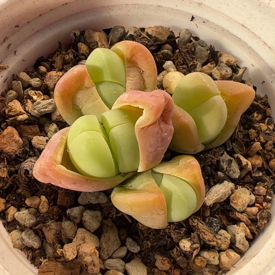 025多肉植物百科