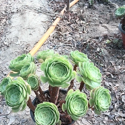 子***妍万圣节法师多肉植物3